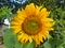 a sunflower beautiful as the sun