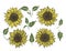 Sunflower beautiful flower with leaves, doodle nature botanical set. Vector flora elements