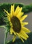 The sunflower - A beautiful yellow flower