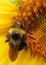 Sunflower and bee 3