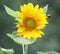 Sunflower with bee approaching
