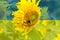 . Sunflower with a bee. The concept of solidarity and peace in Ukraine. The sunflower is a symbol of Ukraine