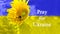 . Sunflower with a bee. The concept of solidarity and peace in Ukraine. The sunflower is a symbol of Ukraine