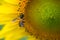 Sunflower and bee on natural background. Sunflower blooming in garden