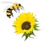 Sunflower with bee on white background.  Agriculture farming plant. Vector image