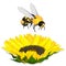 Sunflower with bee on white background.  Agriculture farming plant. Vector image