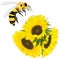 Sunflower with bee on white background.  Agriculture farming plant. Vector image