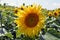 Sunflower with bees.