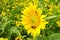 Sunflower with Bees