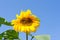 Sunflower with bees in front of blue sky