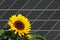 Sunflower with bees in front of solar panels