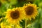 Sunflower and bees in the garden