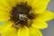Sunflower Bees pollinating Annual Sunflower