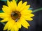 Sunflower with bees. Pollination of flowers.