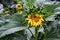 A Sunflower beginning to bloom, Jasper, Georgia, USA