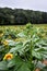 A Sunflower beginning to bloom, Jasper, Georgia, USA