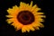 Sunflower on black background front view