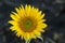 Sunflower on black light background. Single yellow spring flower blossom front view. Floral nature background.