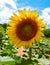 Sunflower Bloom Helianthus Annuus