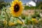 A sunflower in bloom in summer on a farm