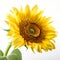 sunflower bloom on white background