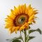 sunflower bloom on white background