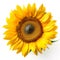 sunflower bloom on white background