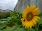 a sunflower in bloom with yellow petals in a garden, with insects perching on the petals