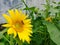 a sunflower in bloom with yellow petals in a garden, with insects perching on the petals