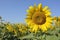 Sunflower blooming. Closeup of a sunflower inflorescence against a bright blue cloudless sky and a field of sunflowers