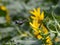 Sunflower blooming in the summer fields