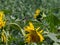 Sunflower blooming in the summer fields