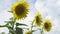 Sunflower blooms on a hot day