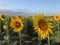 Sunflower blooms in midday of summer with beautiful yellow and green colors with seeds