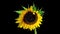 Sunflower blooms, time-lapse with alpha channel