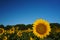 A sunflower blooms under a bright blue sky in summer