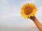 Sunflower blossom in hand on blue sky background. Young girl holds beautiful yellow flower against bright and clear moody sky