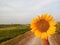 Sunflower blossom in hand concept on blurry background of rural country side view. Young girl hand holding beautiful yellow flower