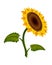 Sunflower blossom. Hand drawn sunflower with green leaves. Flat color vector icon for flower apps and websites