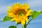 Sunflower blossoming closeup