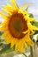 The sunflower blossoms. We rejoice in the sun. Sunny flower. Hot Summer. Plants.