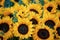Sunflower blossoms, Sunflower natural