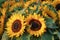Sunflower blossoms, Sunflower natural background.