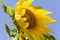 Sunflower Blowing in Wind