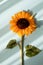 Sunflower on blue background with aesthetic sunlight shadows. Simplicity floral composition