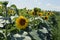 Sunflower and blue sky.