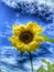 Sunflower and a blue sky
