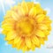 Sunflower with blue sky - autumn. EPS 10