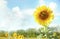 Sunflower on blue sky background,horizontal landscape