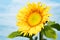 Sunflower on blue sky background. Sunflowers have abundant health benefits. Sunflower oil improves skin health and promote cell